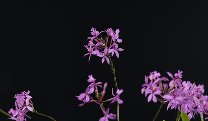 Fototapeta na wymiar Pink orchid and branch isolated on black background