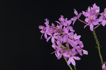 Beautiful pink Phalaenopsis orchid on black background