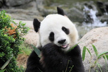 Obraz premium lovely giant panda eating bamboo leaves