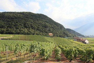 Fototapeta na wymiar beautiful vineyard near Geneva, Switzerland