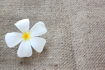 Obraz na płótnie Canvas white plumeria or frangipani on sackcloth.