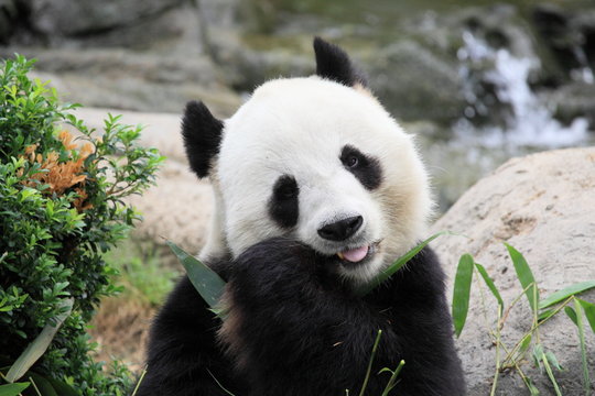 lovely giant panda eating bamboo leaves