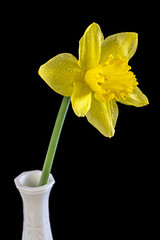 daffodil flower natural with water drops