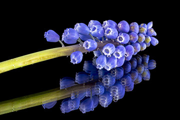 Spring flowers in a step Grape Hyacinth