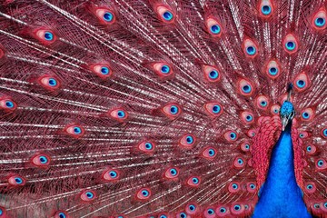 Naklejka premium Peacock with Red Feathers