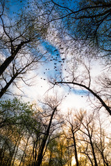 Tops of trees under blue sky