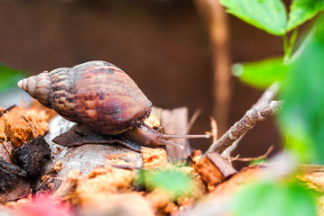 Snail in garden small world .