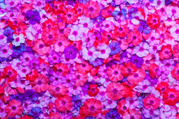 flowers background