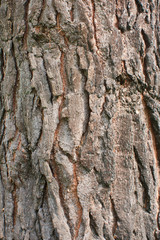 Tree bark texture.