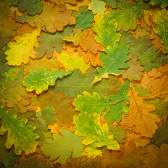 colorful background of fallen autumn leaves