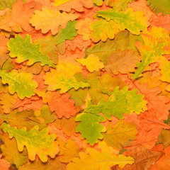 Naklejka na ściany i meble colorful background of autumn leaves