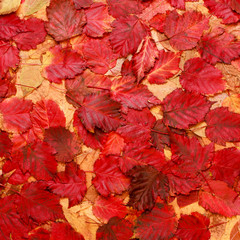 colorful background of red autumn leaves