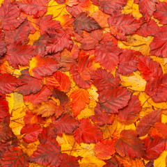 Naklejka na ściany i meble colorful background of yellow and red autumn leaves