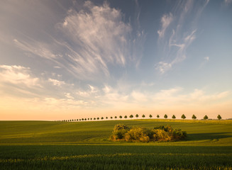 field in spring © Mike Mareen