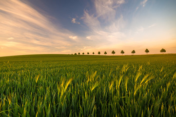 field in spring © Mike Mareen
