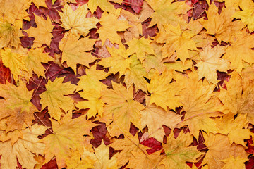 colorful background of fallen autumn leaves