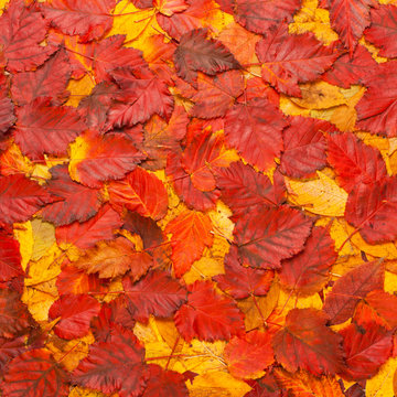 colorful background of yellow and red autumn leaves