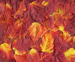 Naklejka na ściany i meble Colorful background of red autumn leaves.