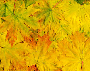 colorful background of yellow autumn leaves