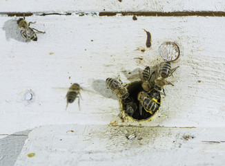 Bees entering the hive