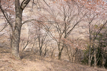 Cherry blossom scenery