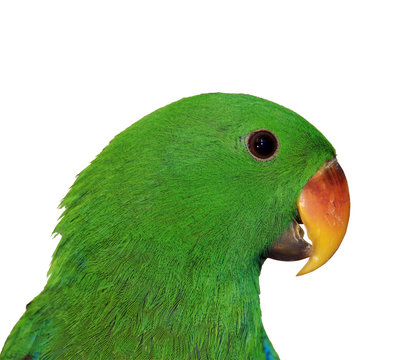 Gr&uuml;ner Edelpapagei