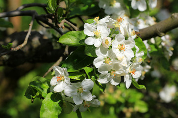 Apple Tree Flower on the blue Sky