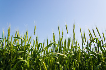 wheat before the harvest