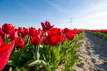 Obraz premium Tulips an fields in spring in the Netherlands.