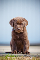 adorable brown labrador retriever puppy