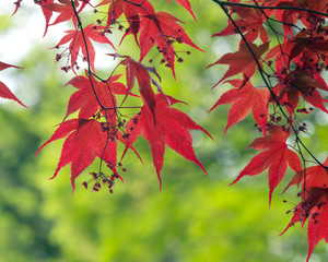 Red Maple