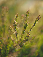heather in the forest