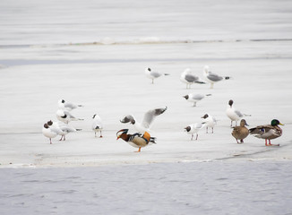 Mandarin duck with birds on the lake