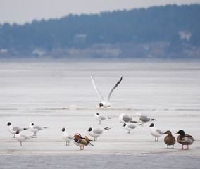 Fototapeta premium Mandarin duck with birds on the lake