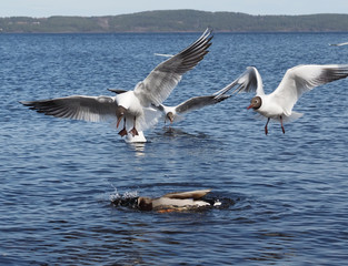 Gulls and duck in fight for food