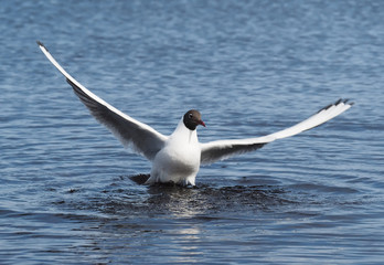 Fototapeta na wymiar Gull on the lake