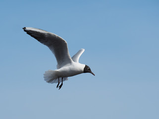 Obraz premium Gull on the lake