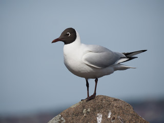 Gull on the lake