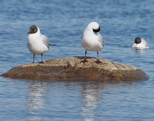 Gull on the lake