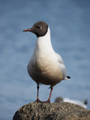 Gull on the lake