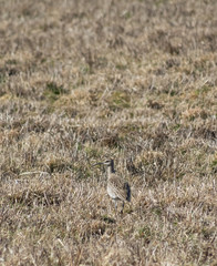 curlew