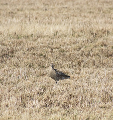 curlew