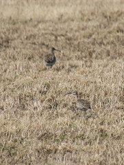 curlew