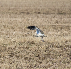 curlew