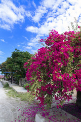 Streets of Samosir Island.