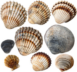 Shells Collection
