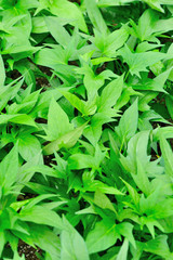 sweet potato crops grow in garden 