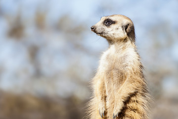 Suricate - Meercat Photo