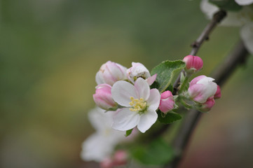 Apfelblüte