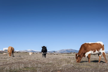 Obraz premium Cows grazing in the field